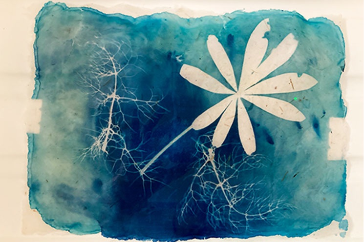 Cyanotype Workshop Youth Ecology Art