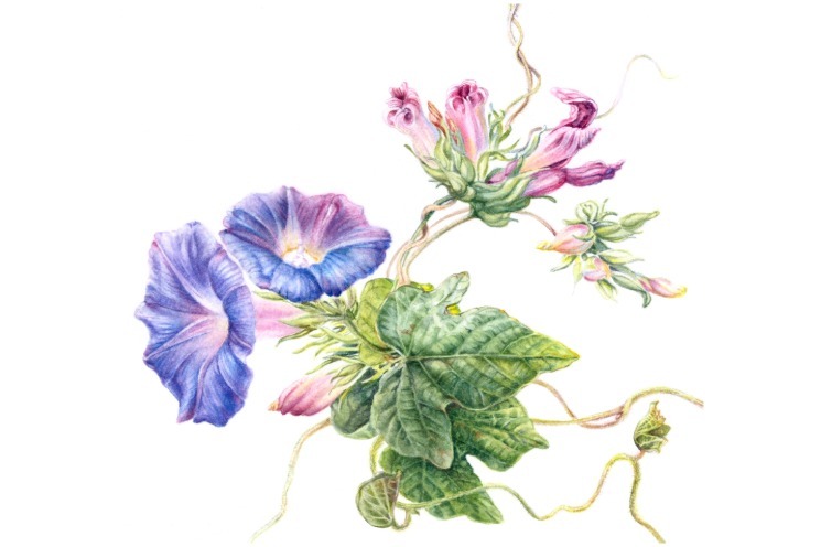 Mary Dillon Morning Glory at 11 26 56