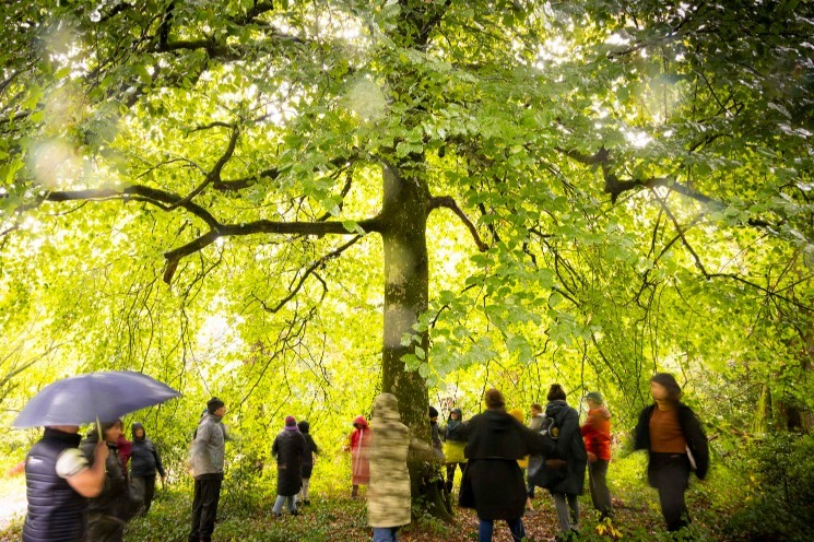 Soil Project Native Tree Walk