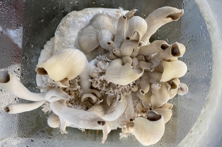 Youth Ecology Art: Mushroom Making with Eileen Hutton - Butler Gallery