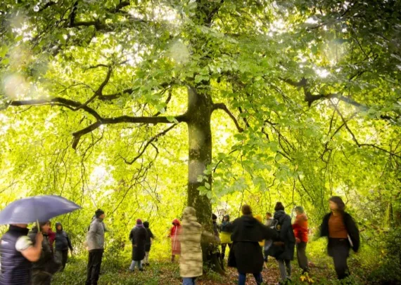 Soil Project Native Tree Walk