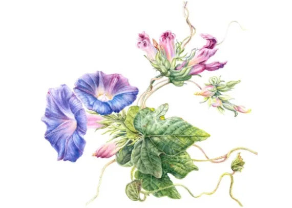 Mary Dillon Morning Glory at 11 26 56