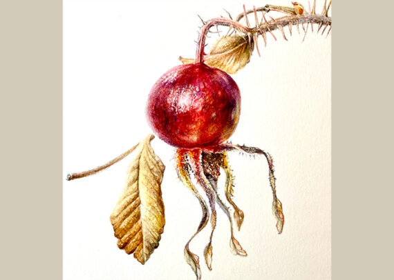 Autumn Adult Art Class Web pic art by mary dillon red fruit