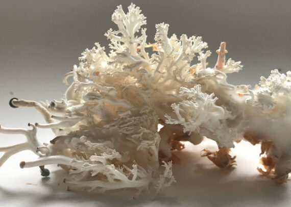 Mycelial sculpture web