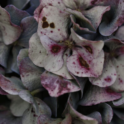 Checklist 23. Hydrangea, 2025, David Stephenson, Meantime, David Stephenson