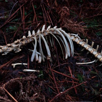 Checklist 32. Skeleton, 2024, David Stephenson, Meantime, David Stephenson